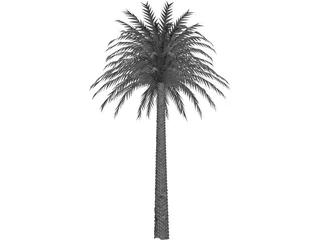 Tree Palm 3D Model