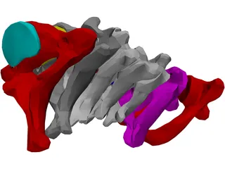 Vertebrae Cervical 3D Model