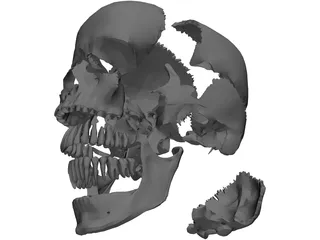 Skull Articulated 3D Model