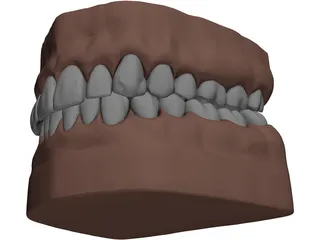 Teeth, Roots, Gums 3D Model