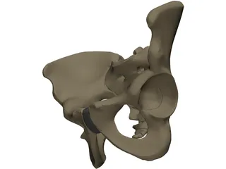 Pelvis Male 3D Model