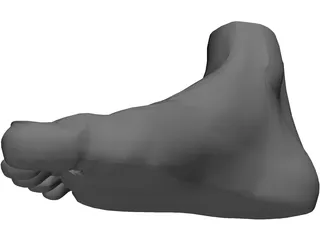 Foot 3D Model