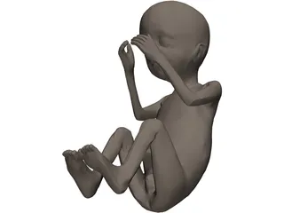 Fetus 20-Week 3D Model