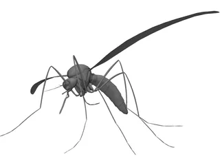 Mosquito 3D Model