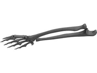 Right Ulna and Radius Bones 3D Model