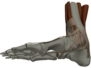 Ankle 3D Model