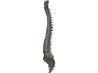 Vertebral Column 3D Model