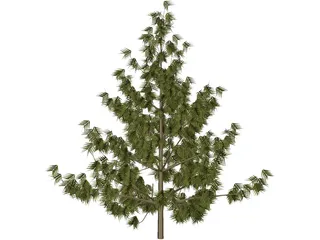 Bhutan Pine 3D Model