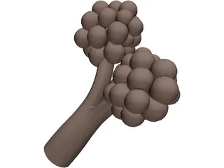 Alveoli 3D Model