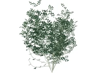 Laburnum Alpinum 3D Model