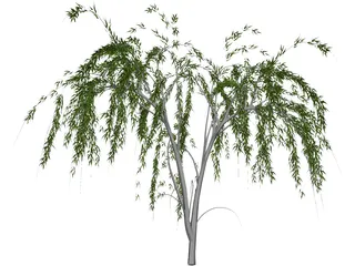 Salixa 3D Model