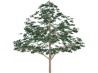 Styrax Officinalis 3D Model