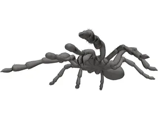 Tarantula 3D Model
