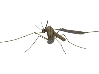 Mosquito 3D Model