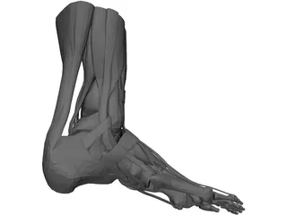 Human Leg 3D Model