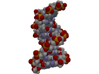 B-DNA 3D Model