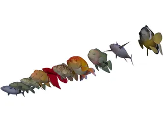 Fish Collection 3D Model