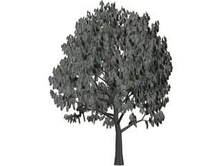 Acacia Tree 3D Model