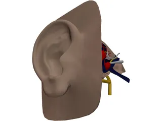 Ear 3D Model