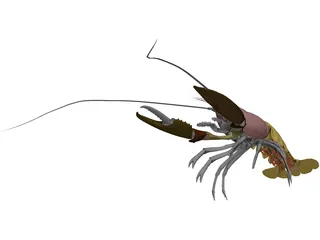 Lobster (Homarus Gammarus) 3D Model