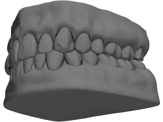 Teeth and Gums 3D Model