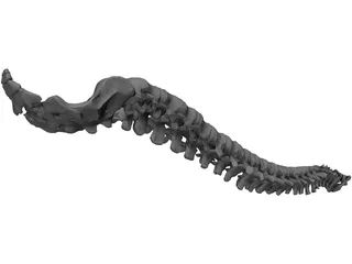 Vertebral Column and Spinal Cord 3D Model