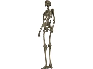 Skeleton Female 3D Model