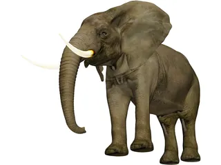 Elephant African Male 3D Model