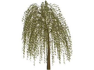 Willow Tree 3D Model