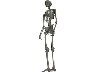 Skeleton Male 3D Model