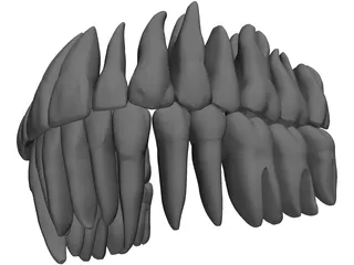 Teeth 3D Model