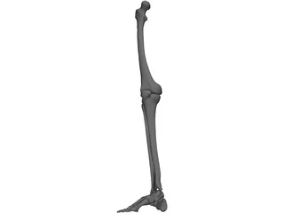 Leg Bone 3D Model