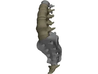 Lumbar Vertebrae Sacrum And Coccyx 3D Model