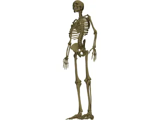 Skeleton Male 3D Model