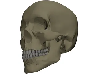 Skull Male 3D Model