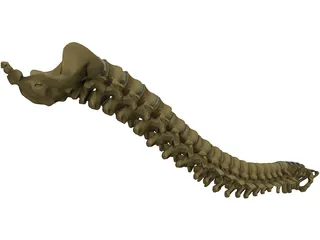 Vertebral Column 3D Model