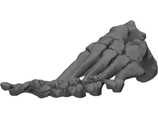 Foot Bone Left 3D Model