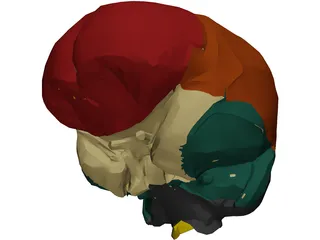 Dura Mater 3D Model