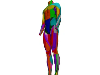 Surface Muscles Male 3D Model