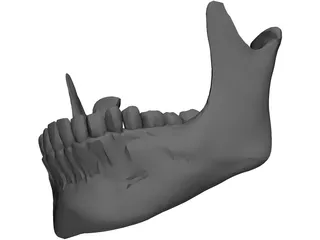 Jaw Lower 3D Model