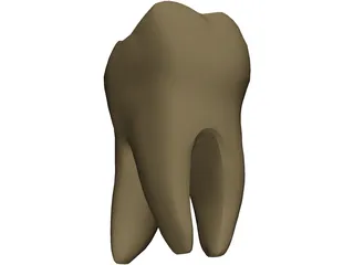 Molar 3D Model