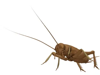 Cricket 3D Model