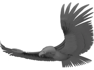 Eagle 3D Model