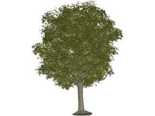 Maple Tree 3D Model