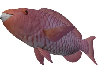 Red Parrotfish 3D Model