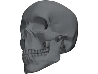 Skull 3D Model