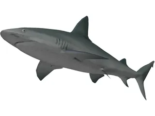 Sandbar Shark 3D Model