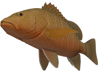 Mangrove Red Snapper 3D Model