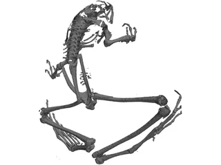 Frog Skeleton 3D Model
