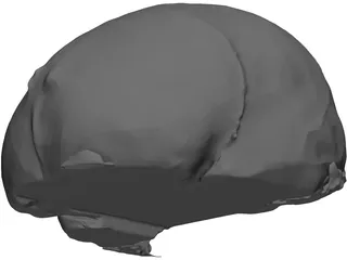 Brain 3D Model